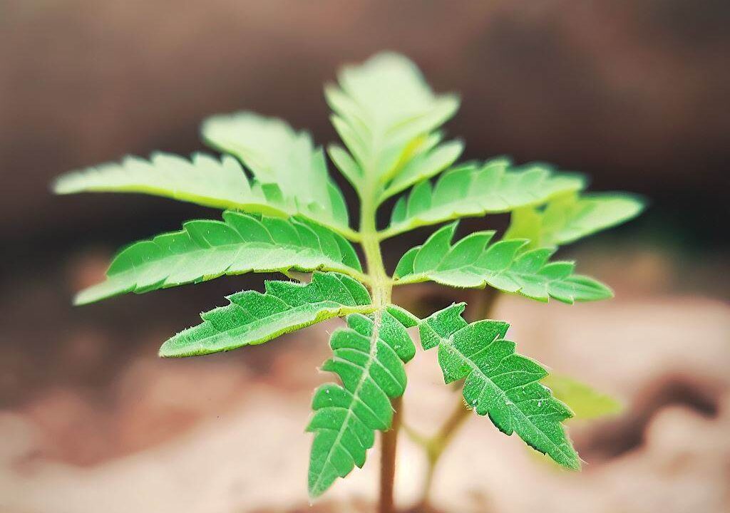 Natural Remedies For Pests and Pesticides: A Comprehensive Guide